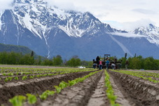 VanderWeele Farm planting Alaska