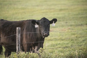 Fenced Cow