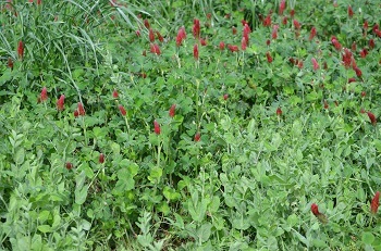 Cover Crop