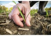 hand and plant seedling in field