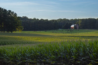 Farm Scene