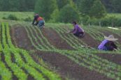 Asian American Farmer New Jersey 