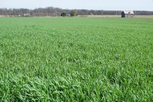 Cover Crops