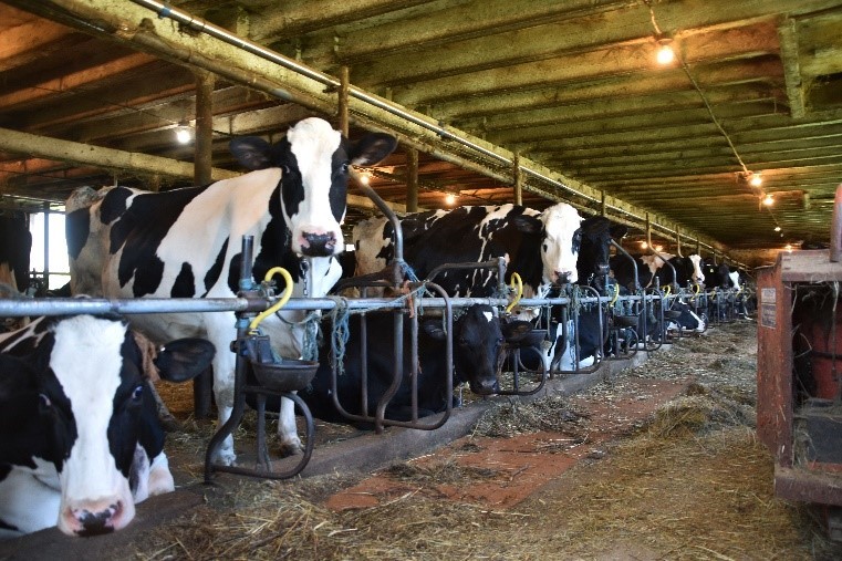 Cows in barn.