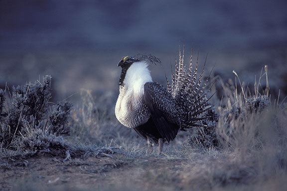 Study Shows Juniper Removal Increases Rate of Growth in Sage Grouse Populations