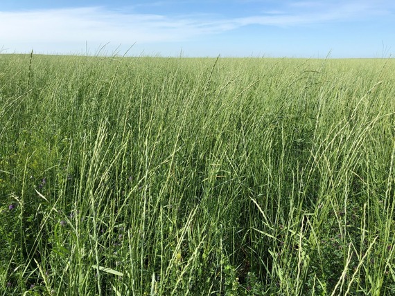 CRP Field