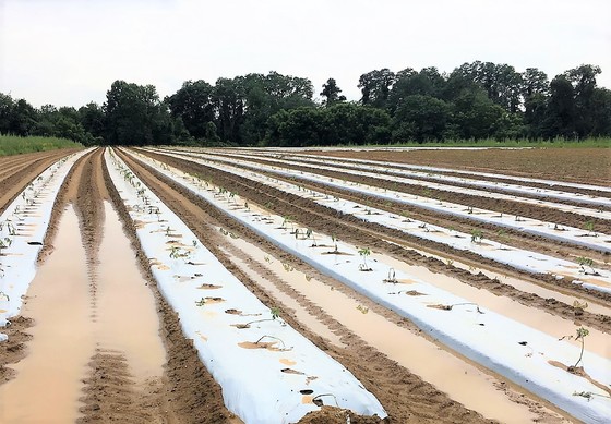 Tomato Disaster Wet NJ