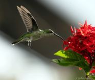 Female Antillean Mango hummingbird (Anthracothorax dominicus) sips nectar from an Ixora shrub (photo by J. Gilbert Martinez)
