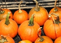 pumpkins from usda flickr