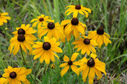 Black Eyed Susan Grassland Flowers by US Forest Service