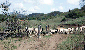buscar el ganado como forraje en el pasto reseco en Villalba