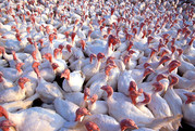 Turkeys - USDA Flickr
