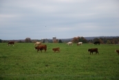 beef grazing ny usda flickr source