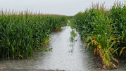 flooded corn field usda flickr