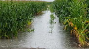 flooded corn field usda flickr
