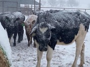 heifers in snow usda flickr