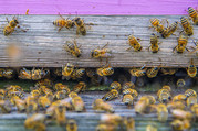 bees usda flickr