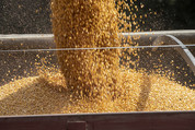 corn grain usda flickr