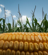 corn usda flickr