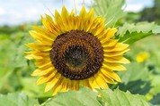 Sunflower - USDA Flickr