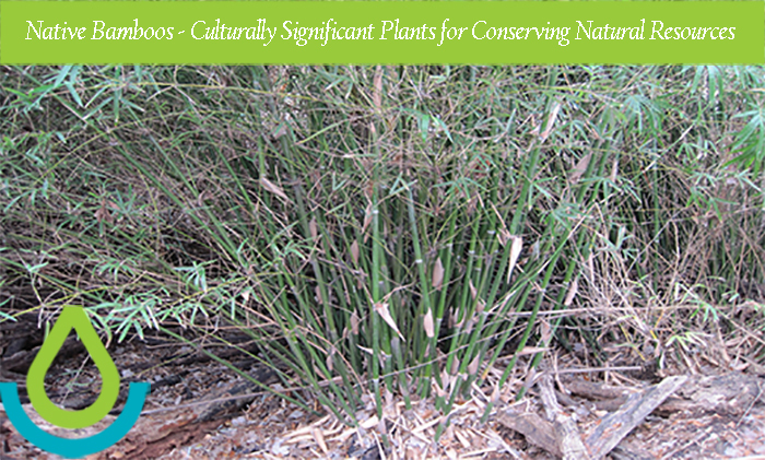 Giant cane is one species of native bamboo that once covered large areas in the eastern US