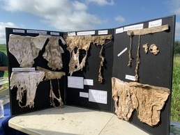 Underwear experiment