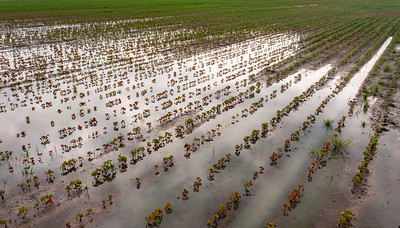 Flooded Cropland - USDA Flickr Small