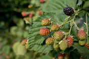 Blackberry Bushes USDA Flickr