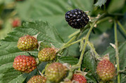 Blackberry Bushes USDA Flickr