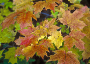 Fall Leaves USDA Flickr