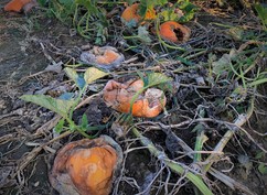 Pumpkin Damage 