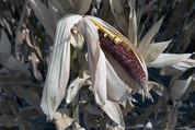 Corn Crop Damage - USDA Flickr