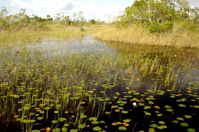 photo of wetland area