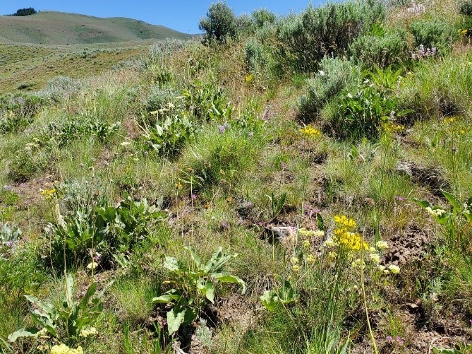 image of Sagebrush Biome