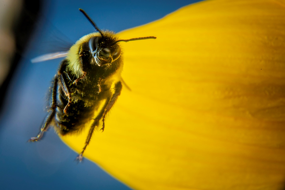 closeup photo of a bee