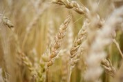 Wheat - USDA Flickr