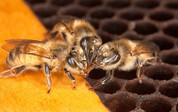 Honeybees - USDA Flickr
