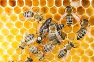 Bees on honeycomb - USDA