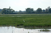 Wetlands