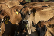 Jersey Cows - USDA Flickr