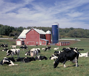 dairy cows