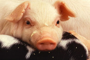 Piglet - USDA Flickr