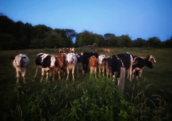 Maine Cows