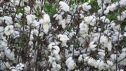 Cotton