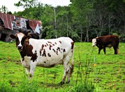 *Corrected* Franklin County Maine Cows