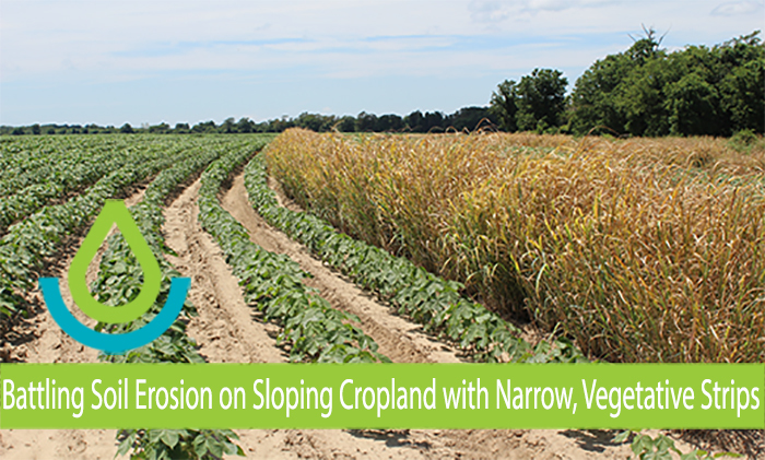 A vegetative barrier planted to 'Alamo' switchgrass in a cotton field. 