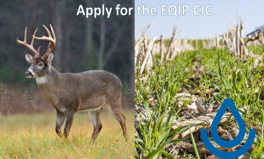 Wildlife and cover crops are two of the climate-smart conservation practices under EQIP-CIC