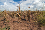Drought - USDA Flickr