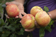 Apples in Hand - USDA Flickr