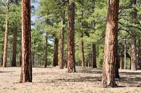 crp pine trees